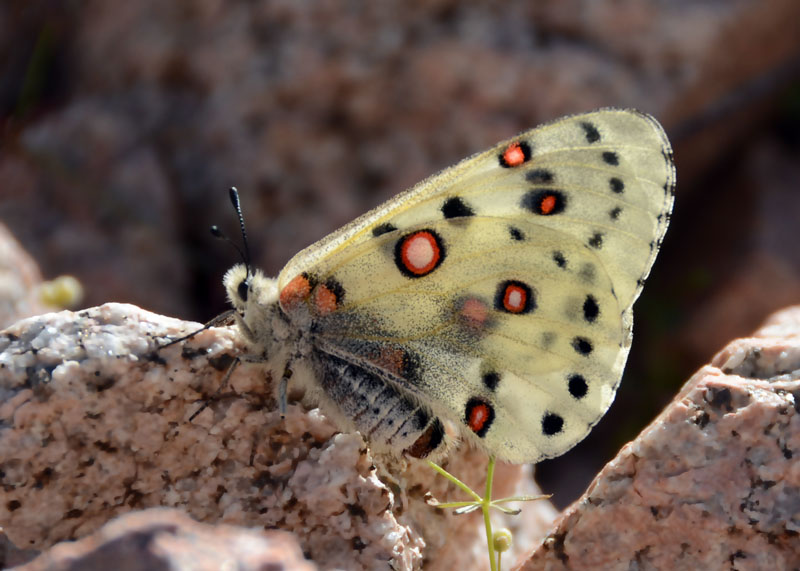 Papilionidae dall'' Uzbekistan